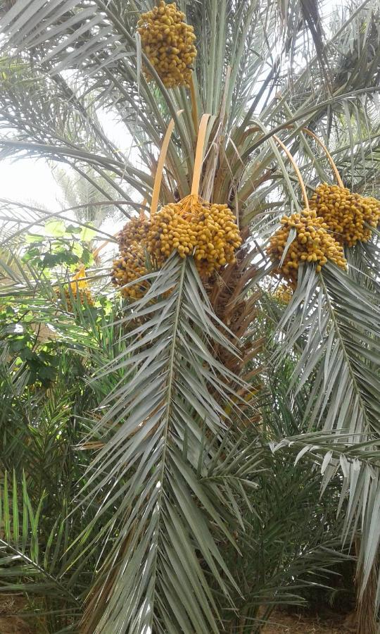 Ecologie Oasis Tafilalt Chez L' Habitant Otel Errachidia Dış mekan fotoğraf